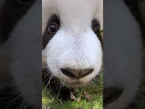 Meet Our Two Adorable Baby Giant Pandas