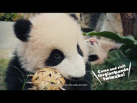 Get ready for a Pandastic adventure in Hong Kong